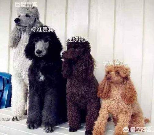博洛尼亚犬的由来:哪些品种的狗长得很像，很容易被认错？