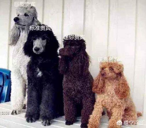 洛威犬的犬种的由来:关于泰迪犬的小秘密，有哪些？