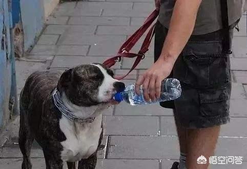 自制最便宜狗食配方:养狗有哪些钱是不能省的？