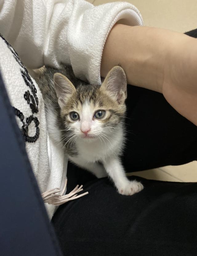 宠物猫的种类和价格图片:宠物猫的种类图片大全 现在不同品种的猫咪都分别是什么价格？
