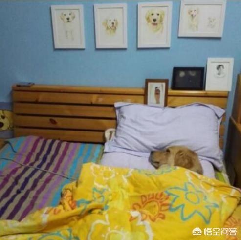 汪星人是什么意思:你养过喵星人或者汪星人吗，是什么品种的萌宠呢？