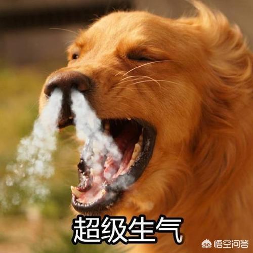 凶猛的小型犬有哪些:哪些狗狗体型小，但脾气却很暴躁呢？