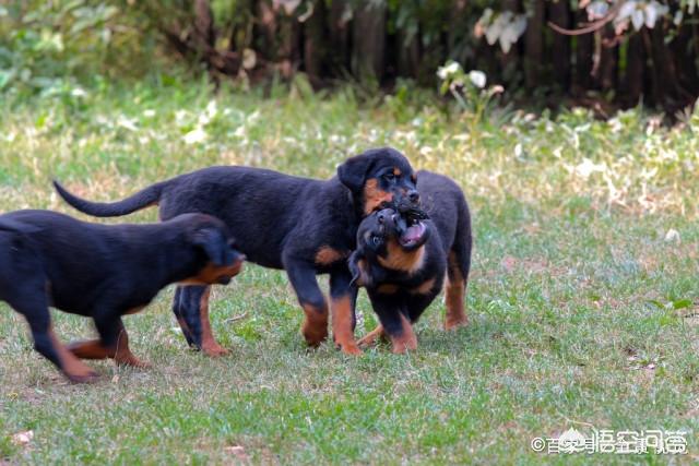 罗威纳犬图片:罗威纳适合在院子里养吗，小狗能不能看出来凶不凶？ 罗威纳犬图片大全