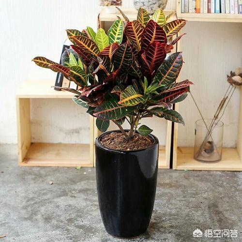 变叶木实物:植物变叶木养殖方法是什么？哪位知道？