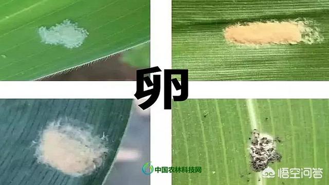 蜂鸟鹰蛾幼虫图片:小菜园里种的蔬菜生虫子，有不用打农药就能杀死虫子的办法吗？
