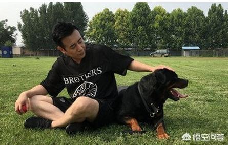 罗威纳犬图片:为什么男生都偏爱罗威纳，罗威纳有什么优点吗？ 罗威纳犬图片 警犬