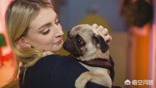 八哥狗图片搞笑卖萌:巴哥犬犯错后有哪些反应？