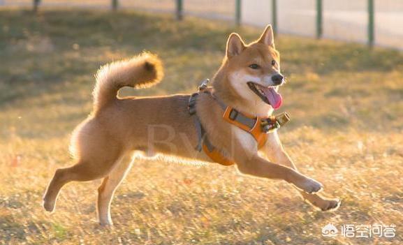 柴犬优缺点:“戏精”柴犬的活动量如何，值得饲养吗？ 柴犬优缺点及适合人群