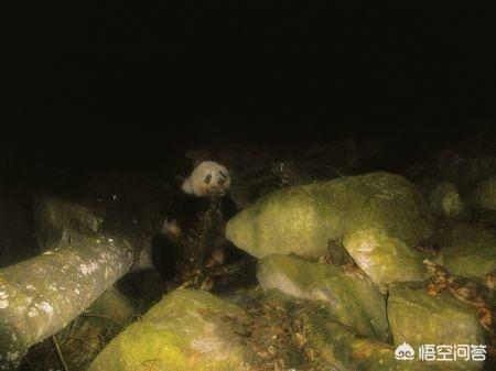 河马和湾鳄谁厉害:河马和鳄鱼在水中为什么淹不死？ 河马和湾鳄谁厉害专家分析