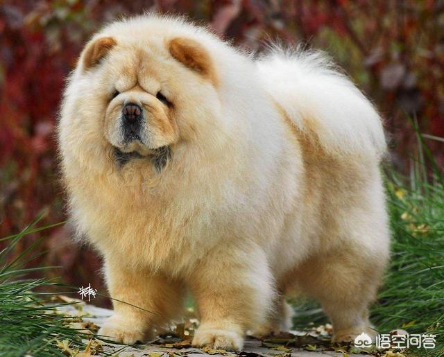 松师犬:松狮犬饲养新手养吗？为什么？
