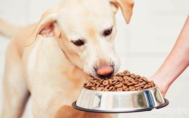 对狗耳朵说话的表情包:你养猫养狗吗？你对猫、狗爱的方式有哪些呢？