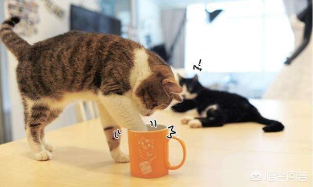 素力高海藻粉对猫咪的作用:怎么从一窝猫咪中挑选出猫王？