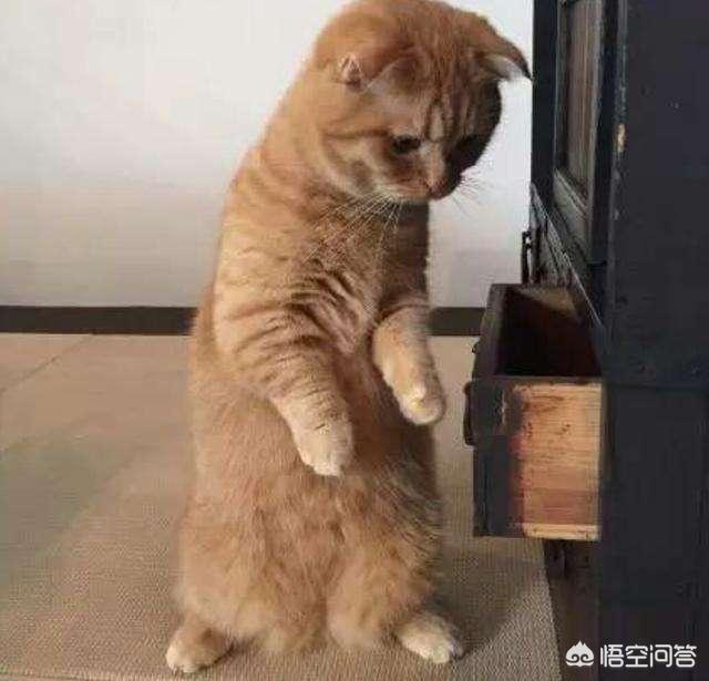 猫咪恨主人的十种表现视频:猫咪讨厌主人会有什么表现？