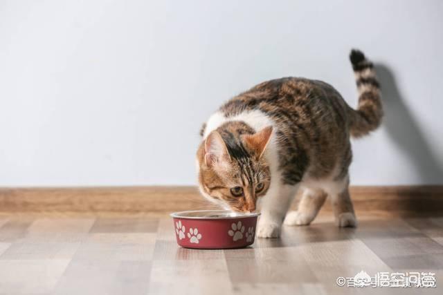 素力高海藻粉对猫咪的作用:怎么从一窝猫咪中挑选出猫王？