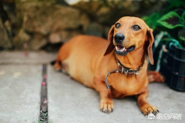 德国腊肠犬的图片:为什么我国养腊肠犬的人那么少？