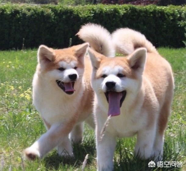 日本秋田犬价格:秋田犬价格为什么那么昂贵？ 日本秋田犬价格大连