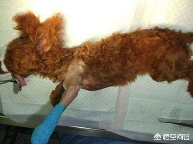 贵宾犬的价格差别为何这么大:为什么有的人不愿意养贵宾犬？