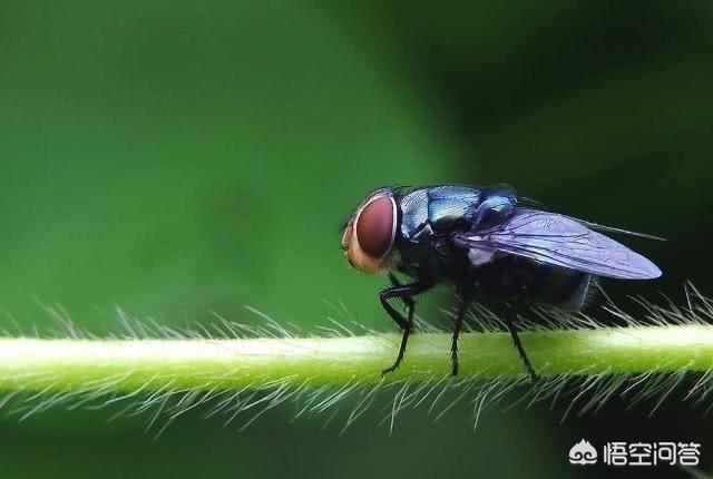灭蝇方法:农村院子里苍蝇很多，怎么长期驱逐？或者消灭？