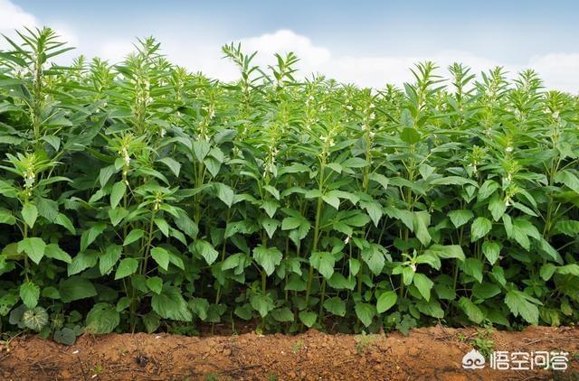 毛孔芝麻:治疗白头发，是黑豆效果好，还是黑芝麻效果更好？