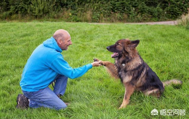 德国牧羊犬视频:为什么说德国牧羊犬最适合家养？