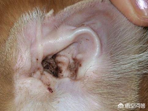 犬猫弓形虫病的症状:犬猫弓形虫病的处置方法 猫狗的弓形虫通过什么方式传染给人的，有哪些症状，后果严重吗？