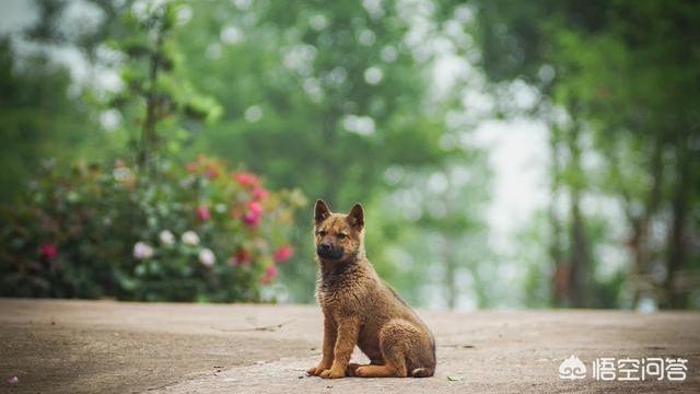 最受喜爱的宠物狗排名:你最喜欢什么犬种？养狗的话，你会考虑什么狗狗？