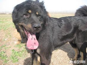 赶着一批格陵兰犬:为什么“花舌头”的狗狗，很多人都抢着养？