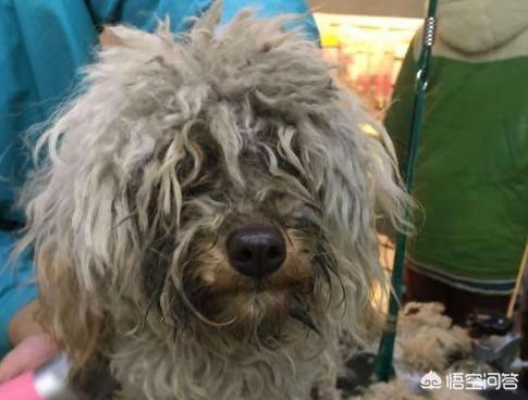 女生为什么不能养泰迪事情:为什么有的人说不敢养泰迪犬？有什么“可怕”的地方吗？