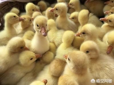 养鸭子技术:农村养鸭需要哪些方面的技术？