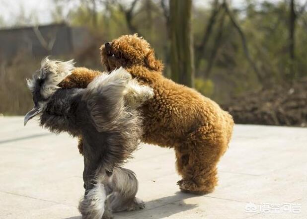 凶猛的小型犬有哪些:哪些小型犬是非常喜欢吠叫的呢？