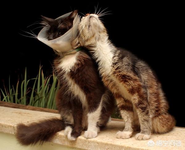 猫咪尿频不喝水:头条的朋友们我家猫咪这两天频繁去厕所还尿不出来应该吃什么药？