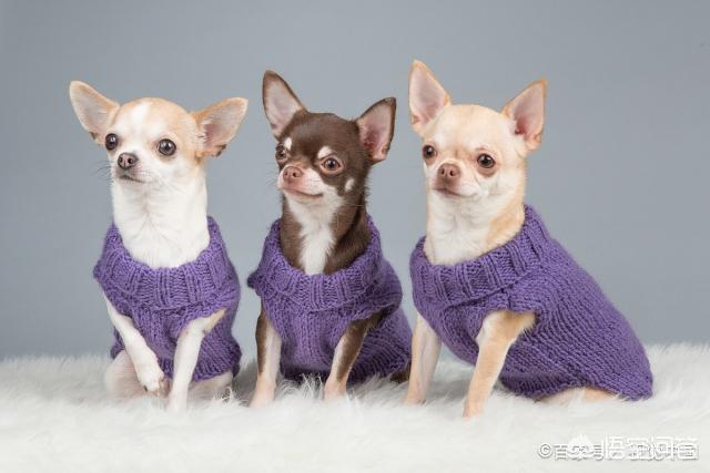 格力犬价格:有哪些狗狗在冬天一定要给穿衣服？ 格力犬价格多少钱