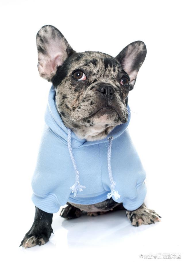 格力犬价格:有哪些狗狗在冬天一定要给穿衣服？ 格力犬价格多少钱