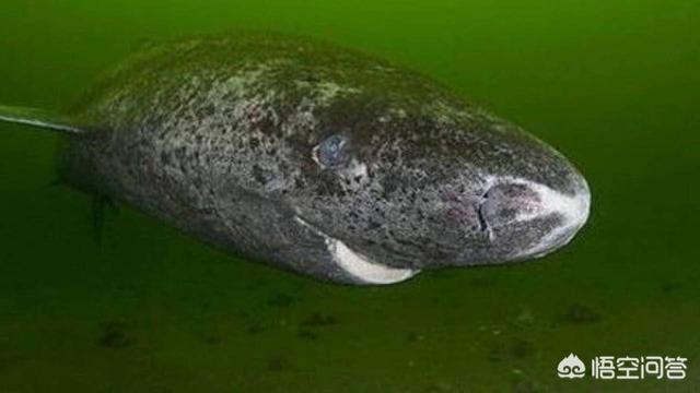 湾鳄vs巨型虎鲨:几只老虎才能杀死像洛龙那么大的湾鳄？ 巨型湾鳄vs老虎