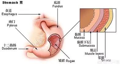 重度萎缩性胃炎的症状及治疗:什么药能治好萎缩性胃炎？