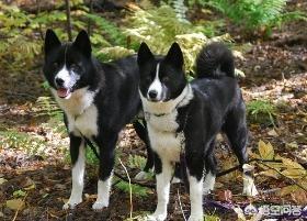 兰伯格獒犬:有哪些珍稀狗狗，一般人都没见过？ 兰伯格獒犬的价格