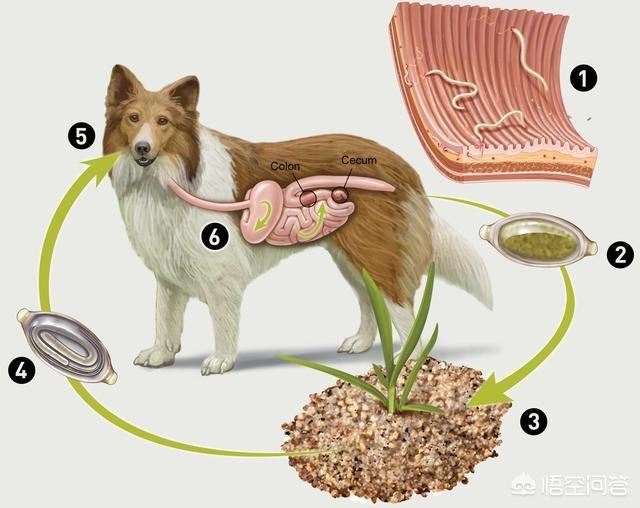 驱虫药剩半个:猫咪屁股里面每天都会出来一只小白虫是什么原因？