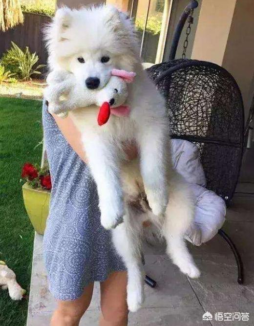 西摩犬聪明不聪明:怎么样的萨摩耶算“笨”？