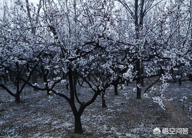 水果大战害虫:怎样杀死钻入果树主枝内的蛀虫？