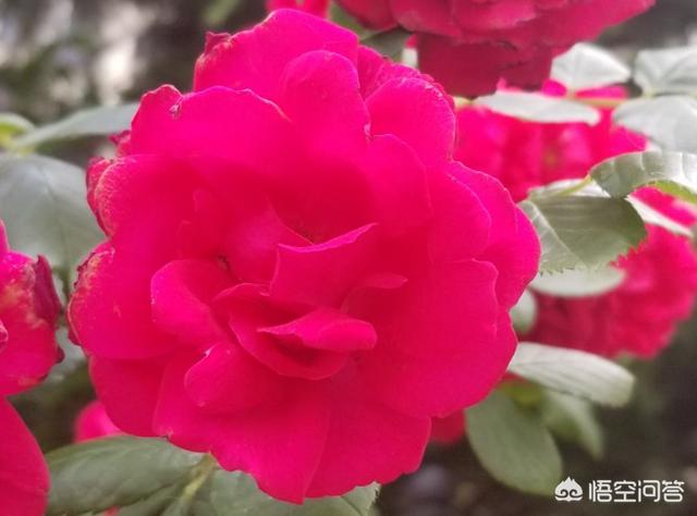 月季花栽培:月季花怎么栽培 月季花很常见，我们应该怎样养护，怎样繁殖呢？