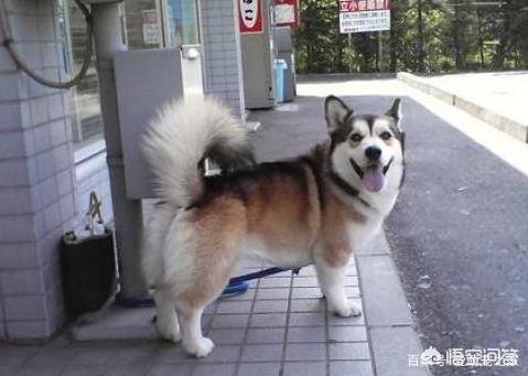 哥顿雪达犬小时候图片:为什么巴哥犬那么少人养？你知道其中的原因吗？