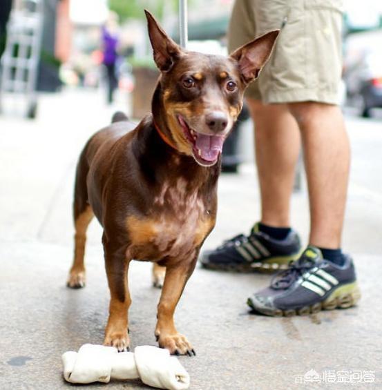 年幼杜宾犬图片:六个月的杜宾犬不听话怎么办？