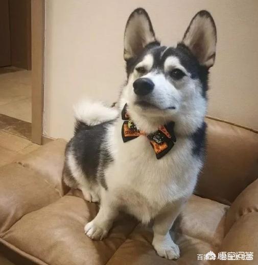 哥顿雪达犬小时候图片:为什么巴哥犬那么少人养？你知道其中的原因吗？