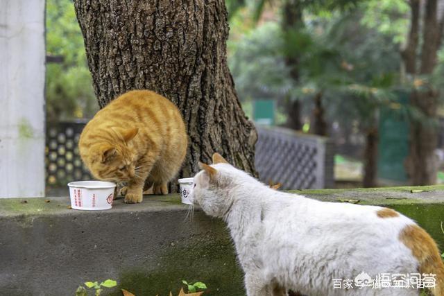 养猫注意事项:第一次养猫，有哪些必须要做的事？