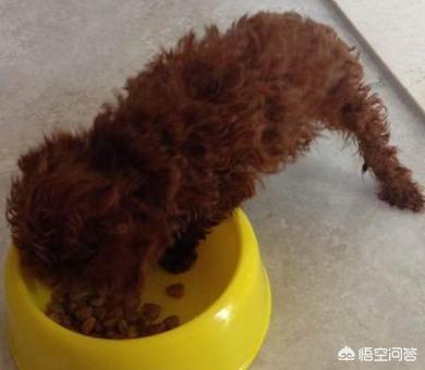 水狗:水狗图片 养泰迪犬每天都要做什么？