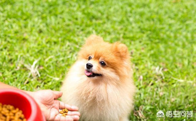 博美犬不能吃什么东西:博美吃什么可以补充营养？可以吃营养膏吗？ 博美犬喜欢吃什么东西