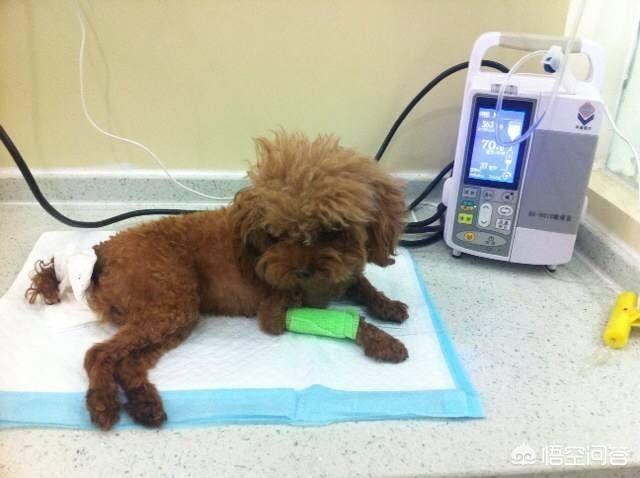 泰迪犬价格:为什么泰迪犬价格那么便宜？ 泰迪犬价钱多少