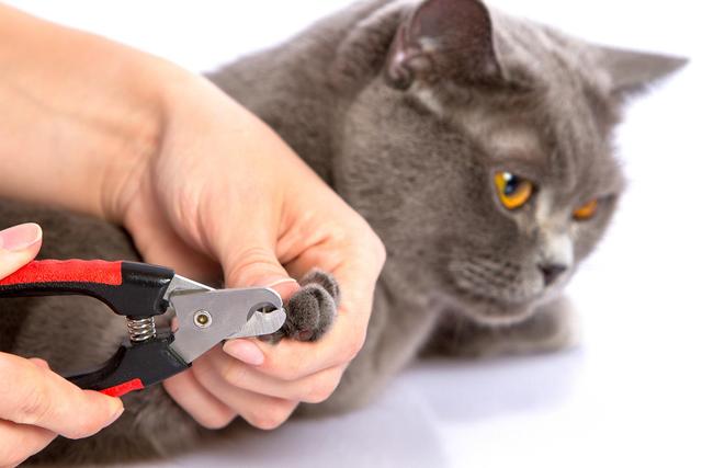 铲屎官应如何给猫咪剪指甲，一个人怎么给猫咪剪指甲？