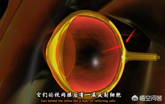 超能力发生的灵异事件:历史上有哪些疑似拥有超能力的人？