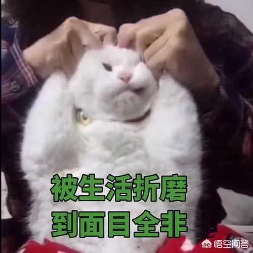 猫看见死亡的双眼剧情简介:你知道猫咪临死前会有哪些表现吗？